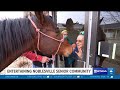 A Real Dog And Pony Show 