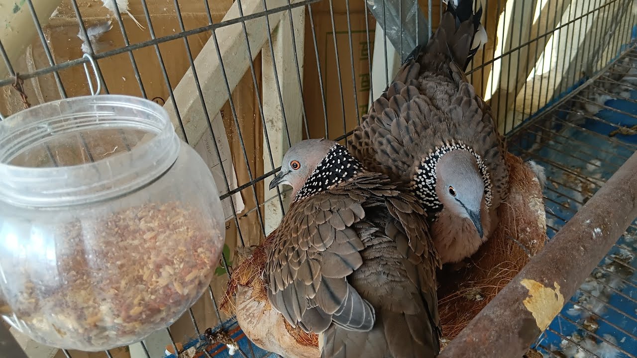 Dove breeder in Cambodia 🇰🇭 