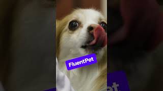 FluentPet Connect is a training tool for helping your animal communicate with you. #shorts screenshot 1