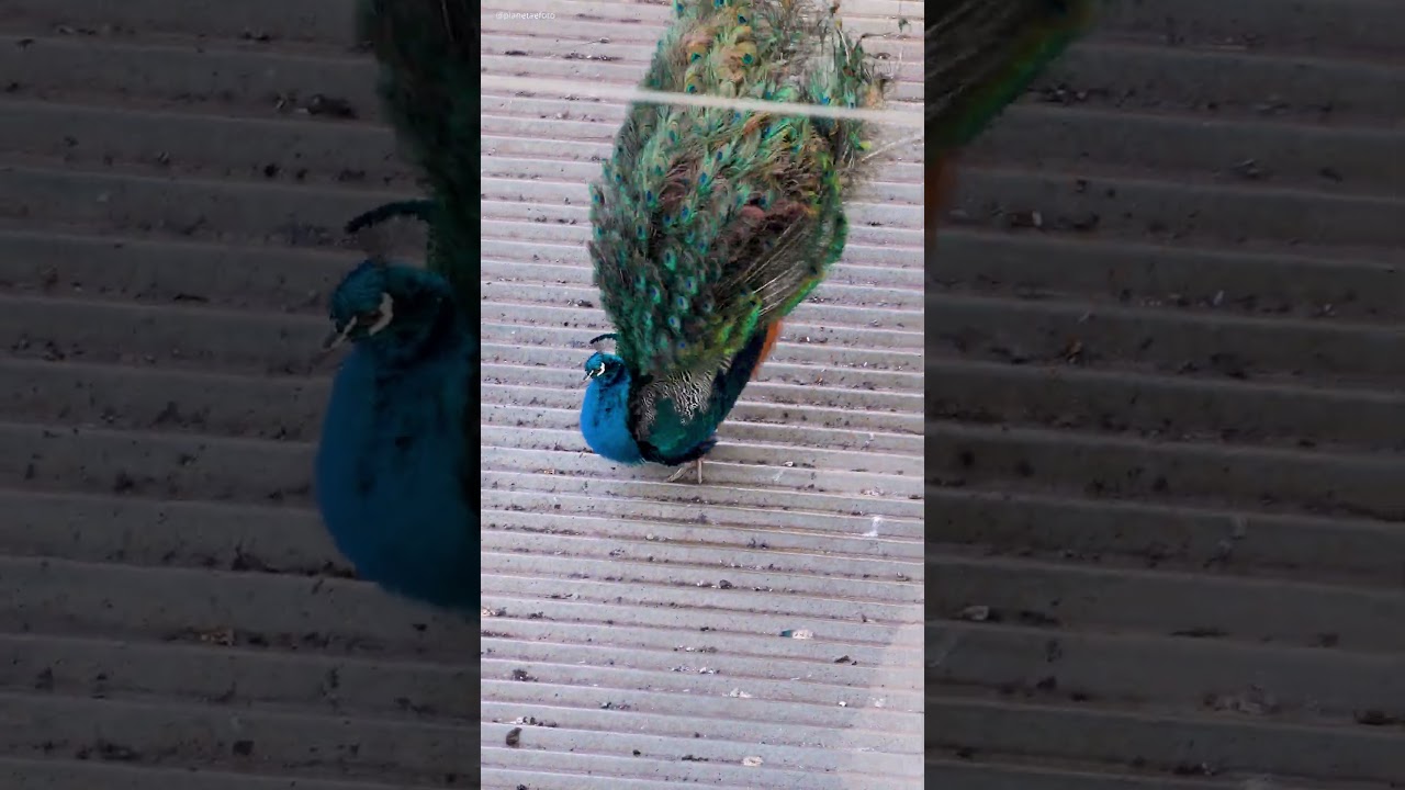 O charme do pavão 🦚❤️