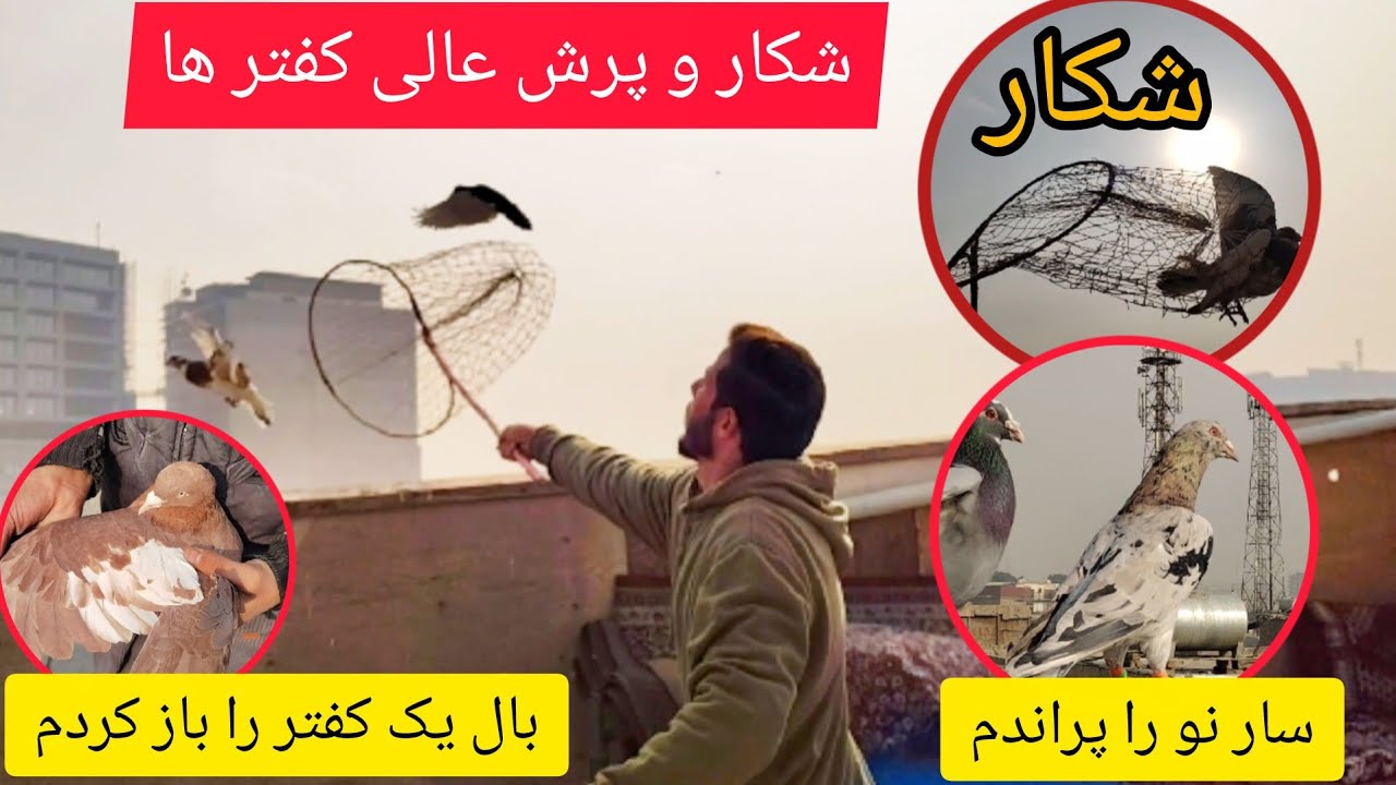 شکار و همچنان پرش عالی کفتر ها  ،  بال سرخ پتین چپ را باز کردم  ،  سار نو را پراندم  ،  ❤شوق شاهی❤