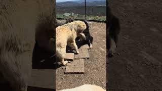 Mountain Bear Berserkr and Storm vs Noble Bear Oreo and Eor