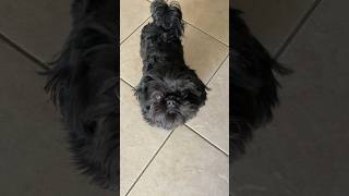 Shih Tzu Ryder Listening to His Hooman   #shihtzu #shihtzumania #puppy #cute #shorts