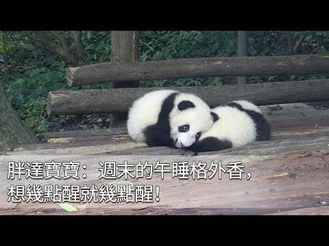 《熊貓早晚安》胖達寶寶：週末的午睡格外香，想幾點醒就幾點醒！ | iPanda