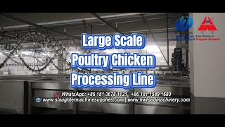 Large Scale Poultry Processing Line | Chicken Slaughter Equipment Test | HW Machinery | Since 1984