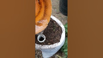 Coba² tanam jahe merah #farming #agrikultur #agriculture #teknikpertanian #satisfying #jahemerah