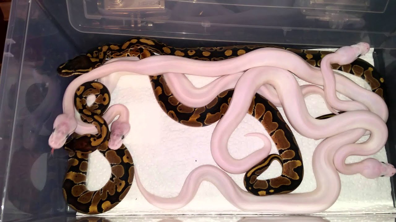 pythons for sale Late clutch - Surprise Partho clutch