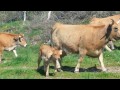 Campeones Nacionales raza Asturiana de la Montaña (  Casina Asturiana ) Ganadero Ovidio Beneitez.