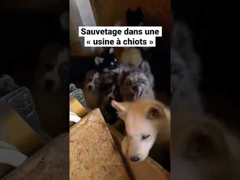 Vidéo: L'état des usines à chiots de l'Union