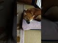 寝顔がかわいい柴犬たん       shiba inu