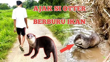 berang-berang pintar || berburu ikan di sungai