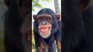 The Biggest Smile! #Shorts #Animal #Monkey