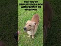 There's a first time for everything. I'm not hating though. #dog #consent #humor