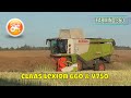 Harvest 2021 | Claas Lexion 660 combine with V750 header