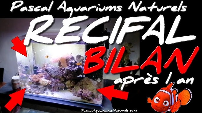 The most beautiful aquarium in the world ! OPTIWHITE tank aquascaping from  aquadesigner-shop.com - YouTube