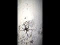 Giant House Spider Grooming Itself