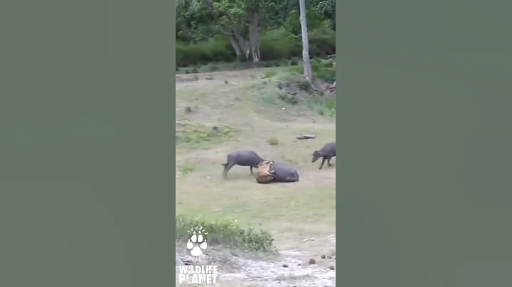 Tiger Attack Buffalo 🐯 #shorts #wildlife #trending #animals #lion #tiger