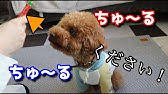 いなばwanちゅ るmv Wanちゅ るしよ 第一弾 Youtube