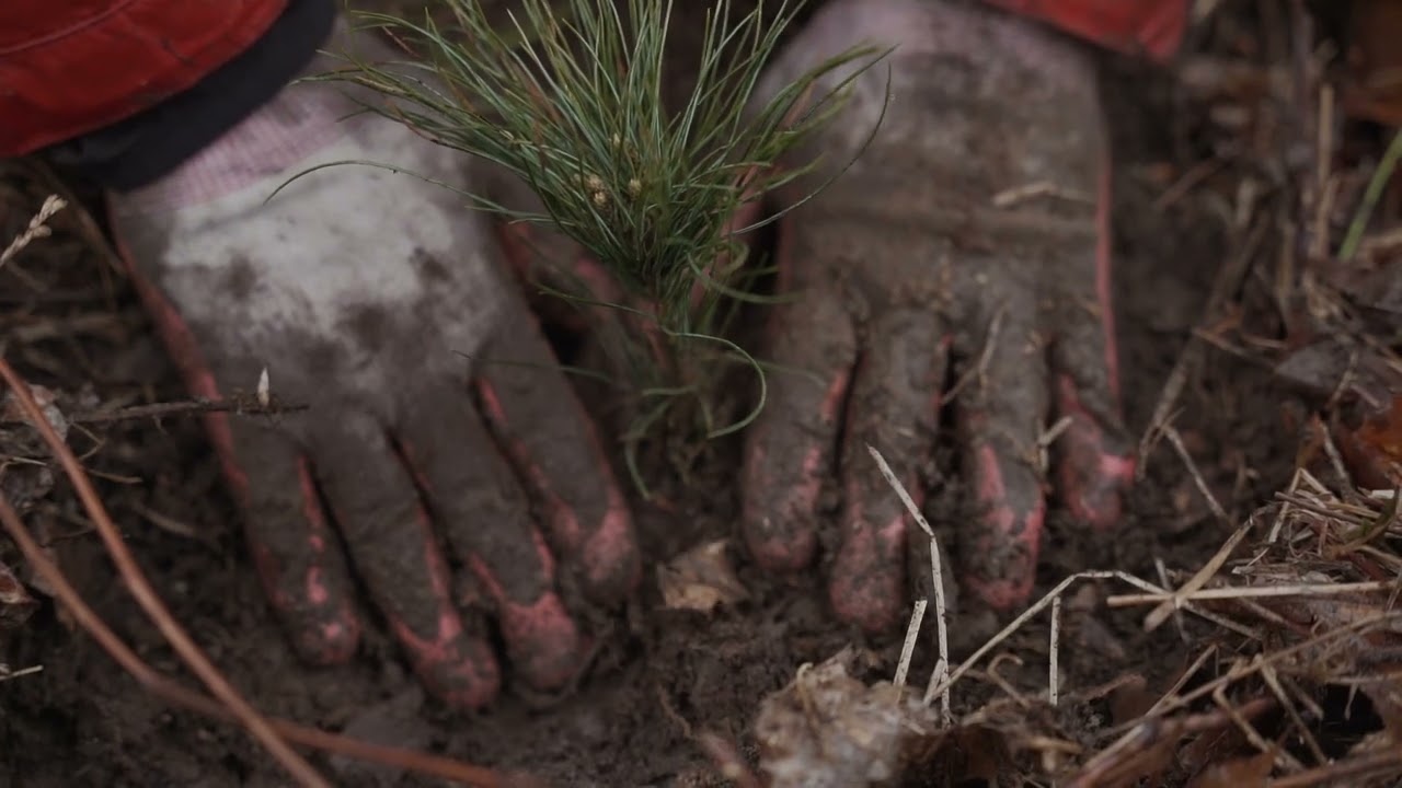 Noble Oak & One Tree Planted