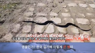 강원도 화천 길가에서 발견한 커다란 뱀