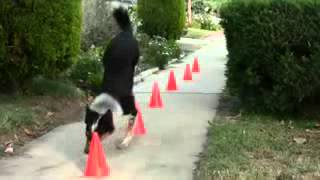 The worlds most intelligent dog by Zula Cowley 34 views 8 years ago 2 minutes, 6 seconds