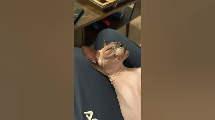 Video 3517261: sphynxcat sphynxkitten, sphynx cutecat funnycats, cat sphynxcat funnycat, royal animals, post