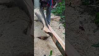 Removing the bark of felled trees #shorts