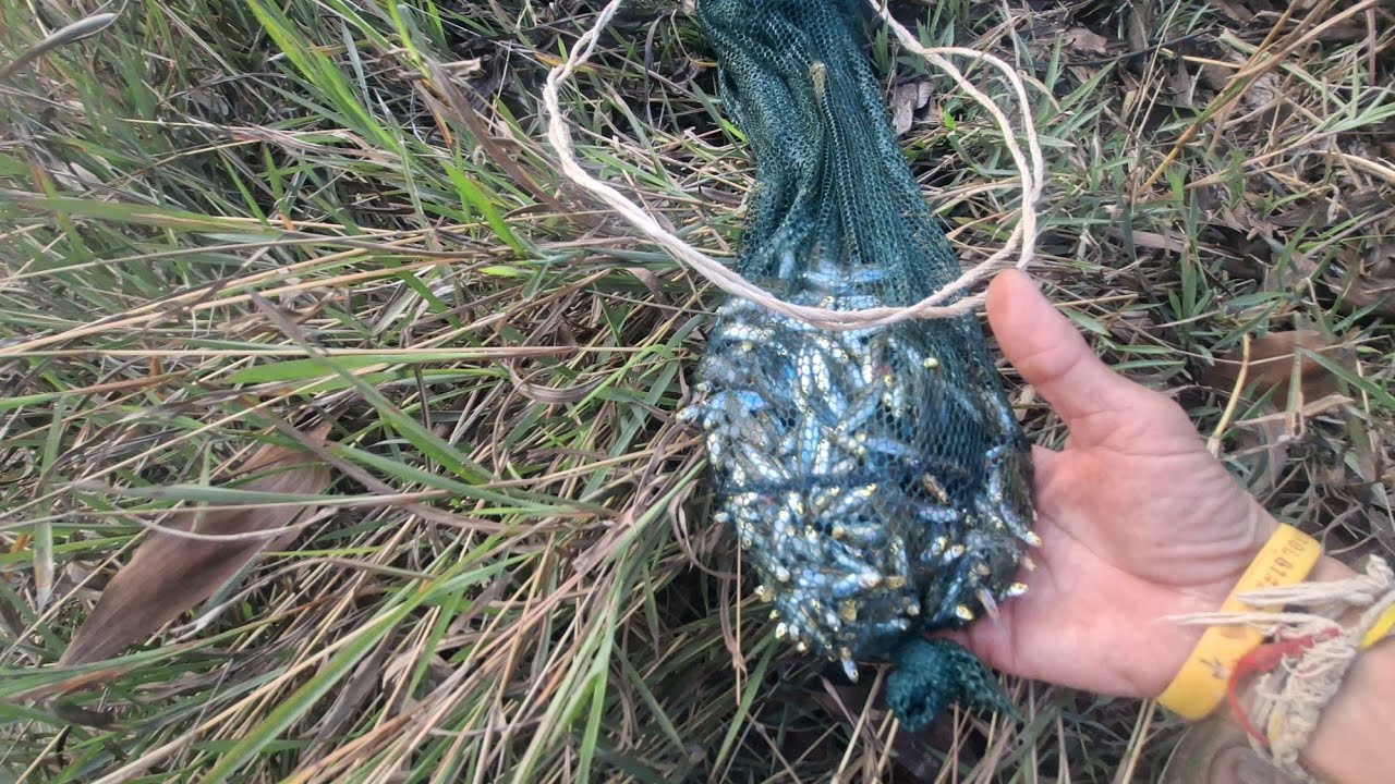 ดักปลาซิวไว้เกือบลืมยก แต่ละหลัง เกือบเป็นกิโลกรัม