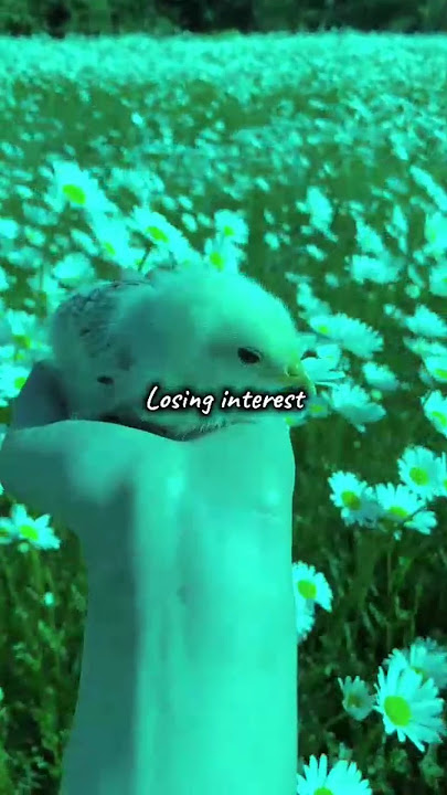 Losing interest (sped up) by Shiloh Dynasty (lyrics edit) aesthetic video