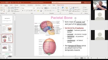 Introduction to PTA Review 1 - Bones on Practical