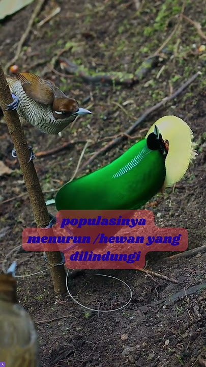 Belajar Nama Burung Cenderawasih belah rotan #shorts #viralshort #shortvideo