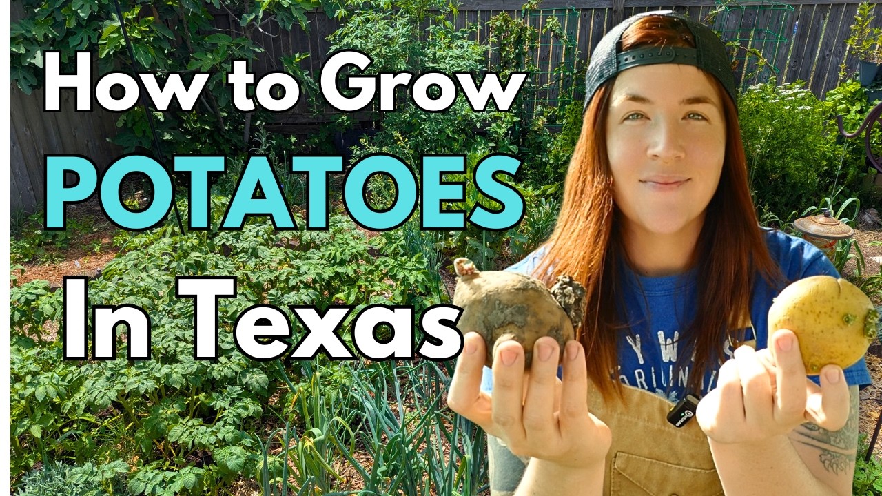 How to Grow Potatoes in Texas!