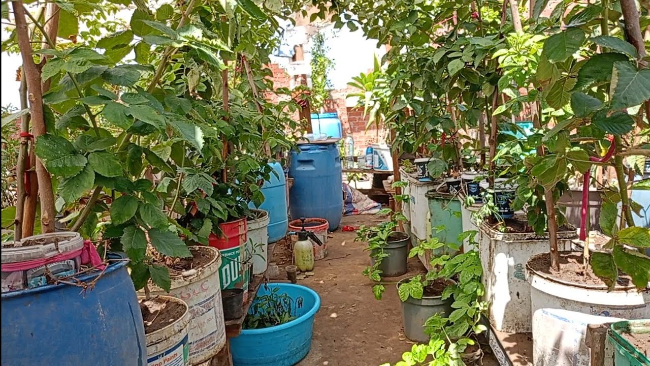 مقاس وسعر البرميل وأماكن البيع لايفوتك احرص علي المشاهده لزراعة الأواني والبرازيل علي الأسطح بنجاح