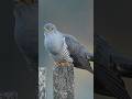 “Nature’s Most Deceptive Bird 😨”#Cuckoo #ShockingFacts