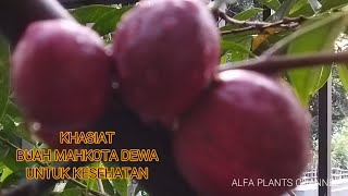 KHASIAT BUAH MAHKOTA DEWA UNTUK KESEHATAN