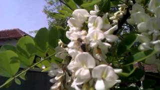 VIDEO0621