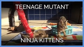 Teenage Mutant Ninja Kittens Storm the Sam Simon Center