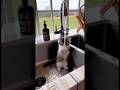 The cat is playing with water. #funny #cat #sora