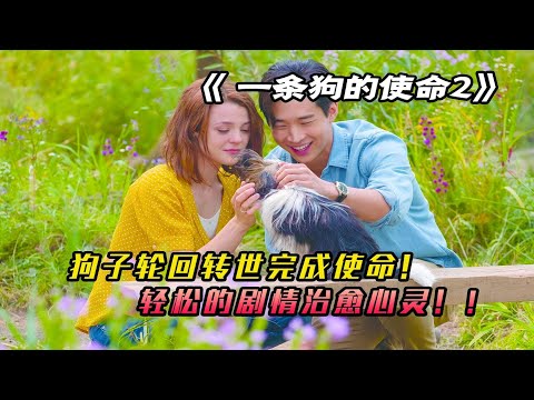 狗狗轮回转世只为回到主人身边，一条狗的使命很简单