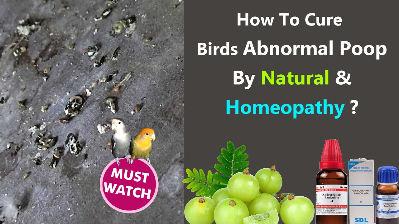 How To Cure Birds Abnormal Poop By Natural &Homeopathy ? পাখি অস্বাভাবিক মলত্যাগ? YouTube