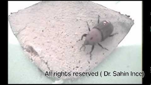 Red Palm Weevil, Egg laying behavior