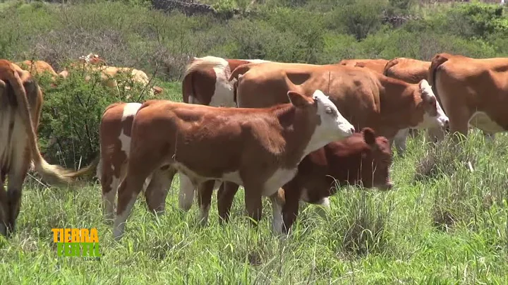 Tierra Frtil TV- Ganado Simmental (11.07.20)