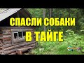 СОБАКИ РАЦИЯ  СПАСЛИ ЧЕЛОВЕКА | ВЫЖИВАНИЕ | ЖИЗНЬ В ТАЙГЕ