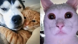 Cute and funny cats，Make you happy all weekend 😘 | Chris Pets by Chris Pets 811 views 2 years ago 3 minutes, 55 seconds