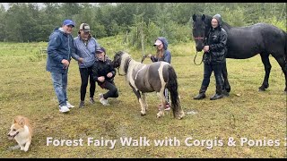 Fairy Walk with CORGIS & PONIES & a FRIESIAN by Corgi Bliss 123 views 3 years ago 2 minutes, 58 seconds