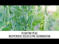 Planting peas  inexpensive seeds  pregermination