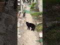 素敵な路地と猫 #かわいい猫 #cat