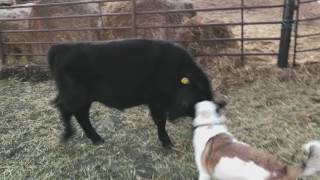 A Dog And His Best Friend A Calf by Michael Delaney 2,674 views 7 years ago 24 seconds