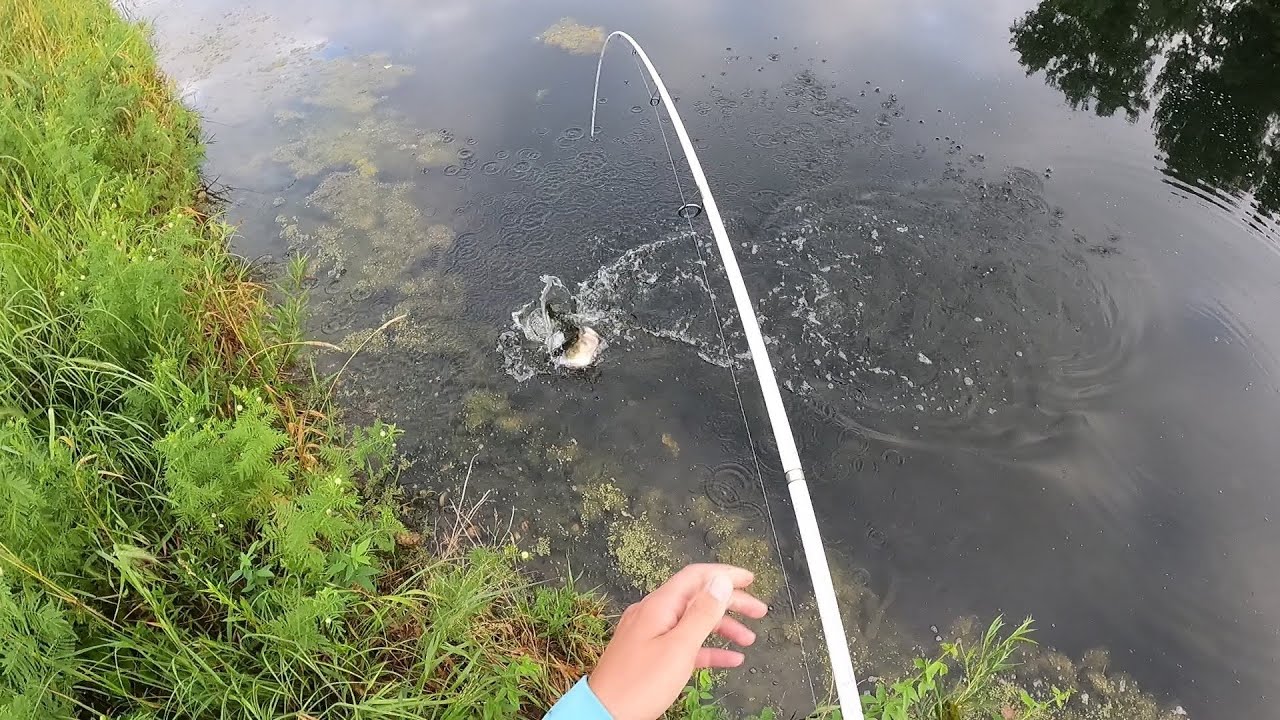 Summer Bass Fishing !