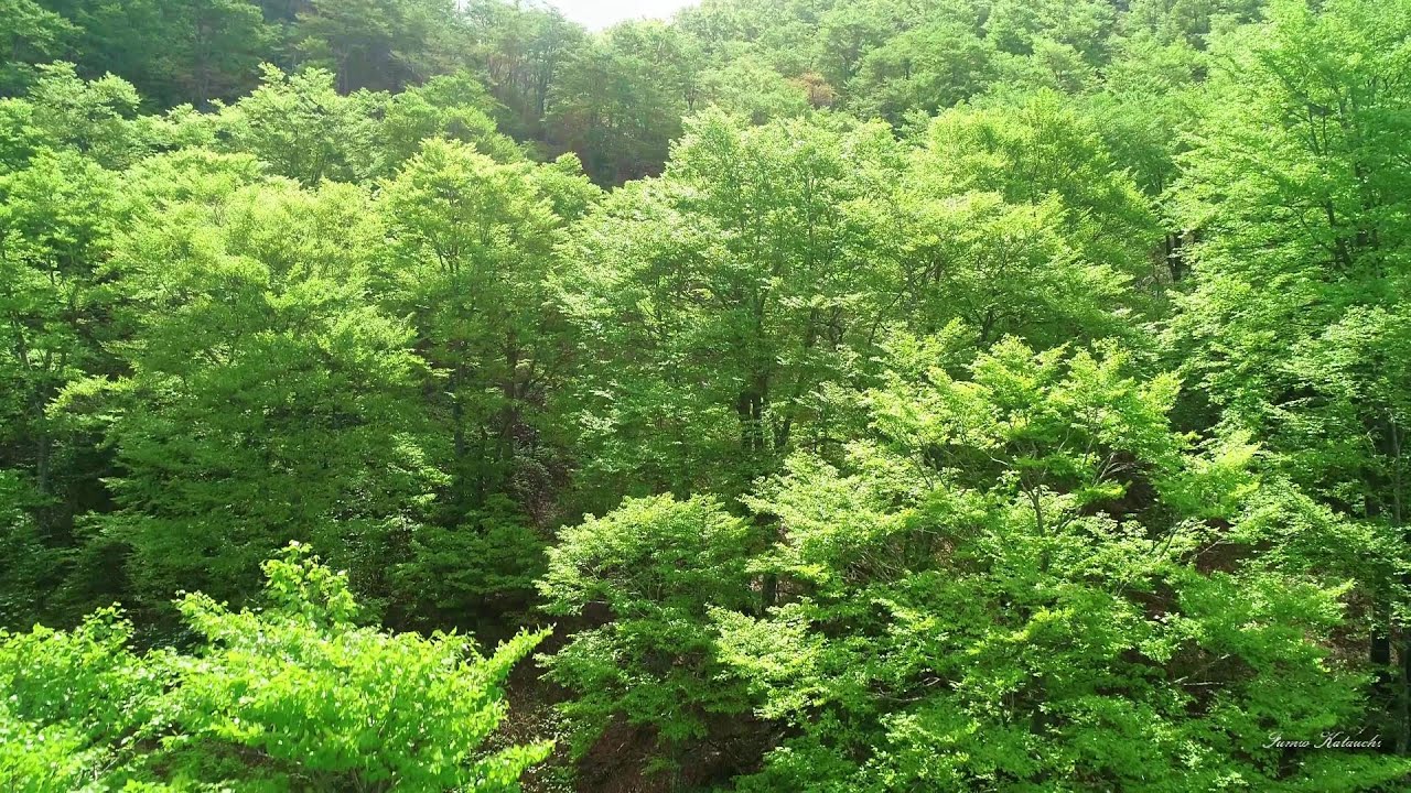 新緑　【 Fresh Green 】　4K空撮
